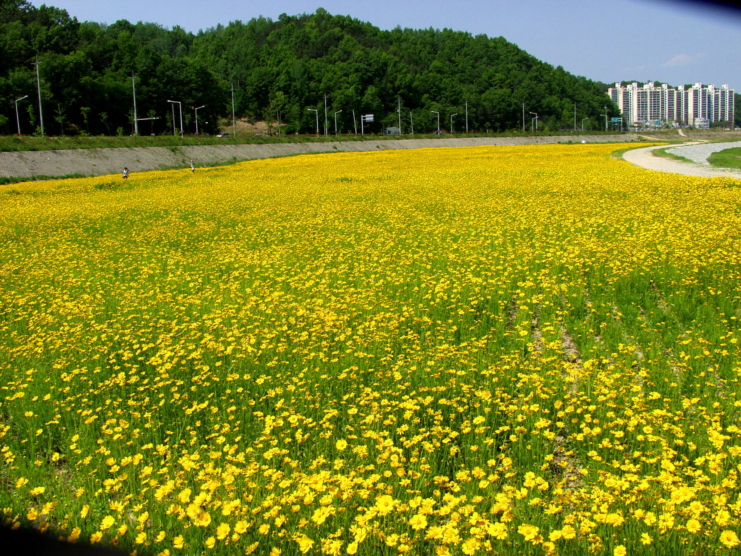 어가골 금계국 구경오세요~ 첨부사진